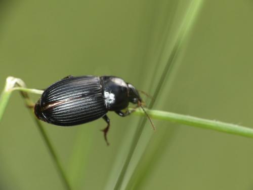 Harpalus serripes